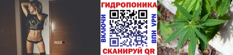 Бошки Шишки планчик Беломорск